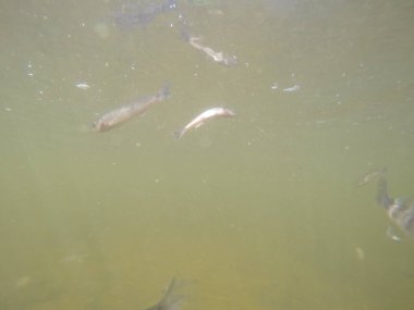 Balık popülasyonlarını ve balıkçılığı desteklemek için genç pikeperch 'i (Sander lucioperca) doğal sulara salma süreci. Bu uygulama stokların artmasına, biyolojik çeşitliliğin artmasına ve ekosistin sürdürülmesine yardımcı olur.