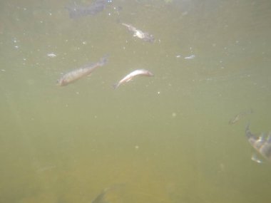 Balık popülasyonlarını ve balıkçılığı desteklemek için genç pikeperch 'i (Sander lucioperca) doğal sulara salma süreci. Bu uygulama stokların artmasına, biyolojik çeşitliliğin artmasına ve ekosistin sürdürülmesine yardımcı olur.