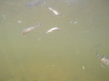 Balık popülasyonlarını ve balıkçılığı desteklemek için genç pikeperch 'i (Sander lucioperca) doğal sulara salma süreci. Bu uygulama stokların artmasına, biyolojik çeşitliliğin artmasına ve ekosistin sürdürülmesine yardımcı olur.