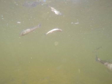 Balık popülasyonlarını ve balıkçılığı desteklemek için genç pikeperch 'i (Sander lucioperca) doğal sulara salma süreci. Bu uygulama stokların artmasına, biyolojik çeşitliliğin artmasına ve ekosistin sürdürülmesine yardımcı olur.