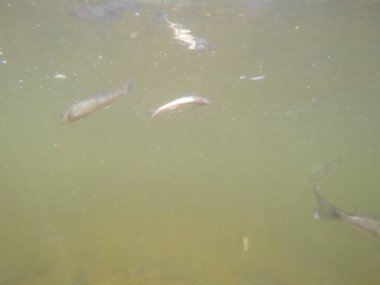 Balık popülasyonlarını ve balıkçılığı desteklemek için genç pikeperch 'i (Sander lucioperca) doğal sulara salma süreci. Bu uygulama stokların artmasına, biyolojik çeşitliliğin artmasına ve ekosistin sürdürülmesine yardımcı olur.