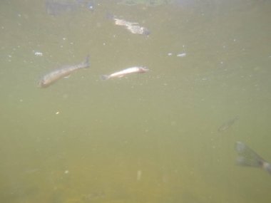 Balık popülasyonlarını ve balıkçılığı desteklemek için genç pikeperch 'i (Sander lucioperca) doğal sulara salma süreci. Bu uygulama stokların artmasına, biyolojik çeşitliliğin artmasına ve ekosistin sürdürülmesine yardımcı olur.