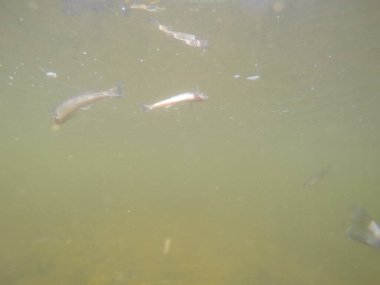 Balık popülasyonlarını ve balıkçılığı desteklemek için genç pikeperch 'i (Sander lucioperca) doğal sulara salma süreci. Bu uygulama stokların artmasına, biyolojik çeşitliliğin artmasına ve ekosistin sürdürülmesine yardımcı olur.