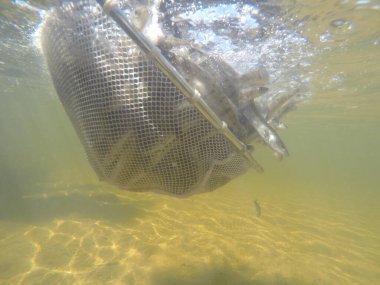 Balık popülasyonlarını ve balıkçılığı desteklemek için genç pikeperch 'i (Sander lucioperca) doğal sulara salma süreci. Bu uygulama stokların artmasına, biyolojik çeşitliliğin artmasına ve ekosistin sürdürülmesine yardımcı olur.