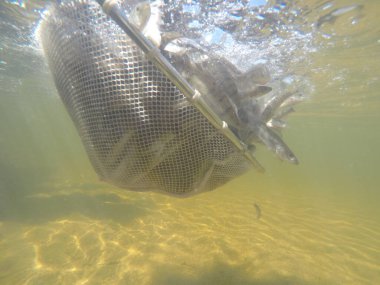 Balık popülasyonlarını ve balıkçılığı desteklemek için genç pikeperch 'i (Sander lucioperca) doğal sulara salma süreci. Bu uygulama stokların artmasına, biyolojik çeşitliliğin artmasına ve ekosistin sürdürülmesine yardımcı olur.