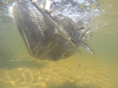 Balık popülasyonlarını ve balıkçılığı desteklemek için genç pikeperch 'i (Sander lucioperca) doğal sulara salma süreci. Bu uygulama stokların artmasına, biyolojik çeşitliliğin artmasına ve ekosistin sürdürülmesine yardımcı olur.
