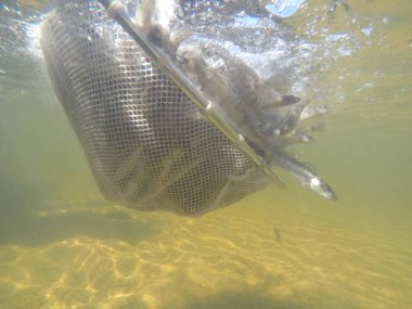 Balık popülasyonlarını ve balıkçılığı desteklemek için genç pikeperch 'i (Sander lucioperca) doğal sulara salma süreci. Bu uygulama stokların artmasına, biyolojik çeşitliliğin artmasına ve ekosistin sürdürülmesine yardımcı olur.