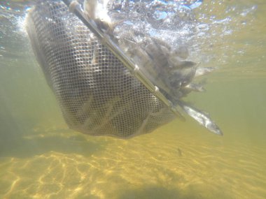 Balık popülasyonlarını ve balıkçılığı desteklemek için genç pikeperch 'i (Sander lucioperca) doğal sulara salma süreci. Bu uygulama stokların artmasına, biyolojik çeşitliliğin artmasına ve ekosistin sürdürülmesine yardımcı olur.