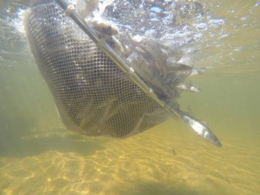 Balık popülasyonlarını ve balıkçılığı desteklemek için genç pikeperch 'i (Sander lucioperca) doğal sulara salma süreci. Bu uygulama stokların artmasına, biyolojik çeşitliliğin artmasına ve ekosistin sürdürülmesine yardımcı olur.