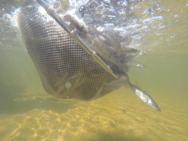 Balık popülasyonlarını ve balıkçılığı desteklemek için genç pikeperch 'i (Sander lucioperca) doğal sulara salma süreci. Bu uygulama stokların artmasına, biyolojik çeşitliliğin artmasına ve ekosistin sürdürülmesine yardımcı olur.