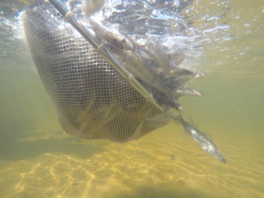Balık popülasyonlarını ve balıkçılığı desteklemek için genç pikeperch 'i (Sander lucioperca) doğal sulara salma süreci. Bu uygulama stokların artmasına, biyolojik çeşitliliğin artmasına ve ekosistin sürdürülmesine yardımcı olur.
