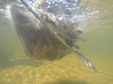 Balık popülasyonlarını ve balıkçılığı desteklemek için genç pikeperch 'i (Sander lucioperca) doğal sulara salma süreci. Bu uygulama stokların artmasına, biyolojik çeşitliliğin artmasına ve ekosistin sürdürülmesine yardımcı olur.
