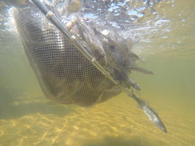 Balık popülasyonlarını ve balıkçılığı desteklemek için genç pikeperch 'i (Sander lucioperca) doğal sulara salma süreci. Bu uygulama stokların artmasına, biyolojik çeşitliliğin artmasına ve ekosistin sürdürülmesine yardımcı olur.