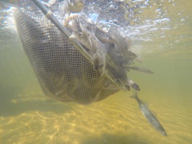 Balık popülasyonlarını ve balıkçılığı desteklemek için genç pikeperch 'i (Sander lucioperca) doğal sulara salma süreci. Bu uygulama stokların artmasına, biyolojik çeşitliliğin artmasına ve ekosistin sürdürülmesine yardımcı olur.