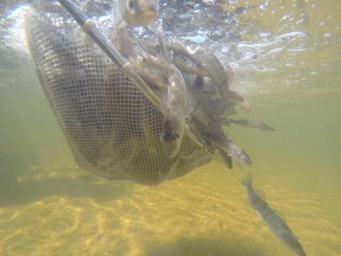 Balık popülasyonlarını ve balıkçılığı desteklemek için genç pikeperch 'i (Sander lucioperca) doğal sulara salma süreci. Bu uygulama stokların artmasına, biyolojik çeşitliliğin artmasına ve ekosistin sürdürülmesine yardımcı olur.