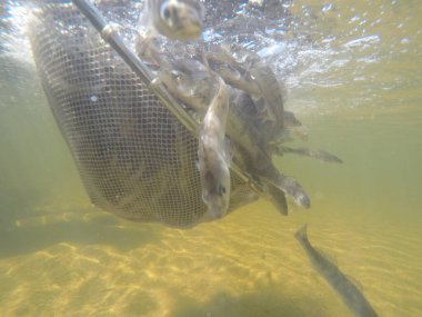 Balık popülasyonlarını ve balıkçılığı desteklemek için genç pikeperch 'i (Sander lucioperca) doğal sulara salma süreci. Bu uygulama stokların artmasına, biyolojik çeşitliliğin artmasına ve ekosistin sürdürülmesine yardımcı olur.
