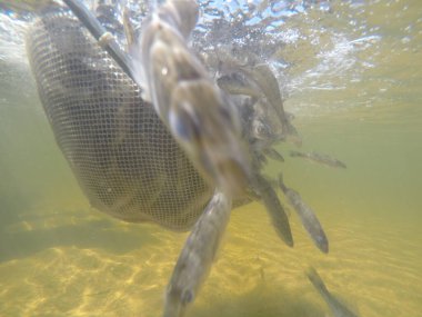 Balık popülasyonlarını ve balıkçılığı desteklemek için genç pikeperch 'i (Sander lucioperca) doğal sulara salma süreci. Bu uygulama stokların artmasına, biyolojik çeşitliliğin artmasına ve ekosistin sürdürülmesine yardımcı olur.