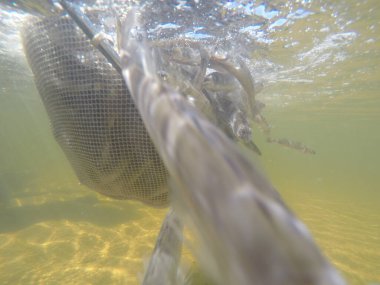 Balık popülasyonlarını ve balıkçılığı desteklemek için genç pikeperch 'i (Sander lucioperca) doğal sulara salma süreci. Bu uygulama stokların artmasına, biyolojik çeşitliliğin artmasına ve ekosistin sürdürülmesine yardımcı olur.