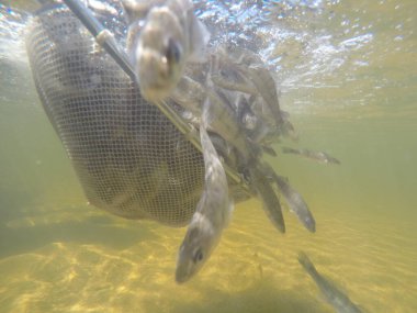 Balık popülasyonlarını ve balıkçılığı desteklemek için genç pikeperch 'i (Sander lucioperca) doğal sulara salma süreci. Bu uygulama stokların artmasına, biyolojik çeşitliliğin artmasına ve ekosistin sürdürülmesine yardımcı olur.