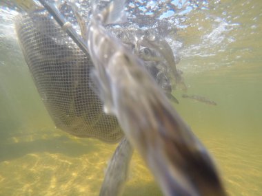 Balık popülasyonlarını ve balıkçılığı desteklemek için genç pikeperch 'i (Sander lucioperca) doğal sulara salma süreci. Bu uygulama stokların artmasına, biyolojik çeşitliliğin artmasına ve ekosistin sürdürülmesine yardımcı olur.