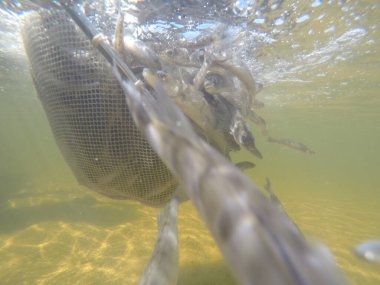 Balık popülasyonlarını ve balıkçılığı desteklemek için genç pikeperch 'i (Sander lucioperca) doğal sulara salma süreci. Bu uygulama stokların artmasına, biyolojik çeşitliliğin artmasına ve ekosistin sürdürülmesine yardımcı olur.