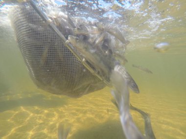 Balık popülasyonlarını ve balıkçılığı desteklemek için genç pikeperch 'i (Sander lucioperca) doğal sulara salma süreci. Bu uygulama stokların artmasına, biyolojik çeşitliliğin artmasına ve ekosistin sürdürülmesine yardımcı olur.