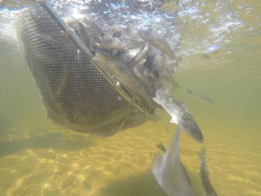 Balık popülasyonlarını ve balıkçılığı desteklemek için genç pikeperch 'i (Sander lucioperca) doğal sulara salma süreci. Bu uygulama stokların artmasına, biyolojik çeşitliliğin artmasına ve ekosistin sürdürülmesine yardımcı olur.
