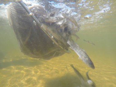Balık popülasyonlarını ve balıkçılığı desteklemek için genç pikeperch 'i (Sander lucioperca) doğal sulara salma süreci. Bu uygulama stokların artmasına, biyolojik çeşitliliğin artmasına ve ekosistin sürdürülmesine yardımcı olur.
