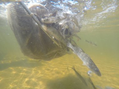 Balık popülasyonlarını ve balıkçılığı desteklemek için genç pikeperch 'i (Sander lucioperca) doğal sulara salma süreci. Bu uygulama stokların artmasına, biyolojik çeşitliliğin artmasına ve ekosistin sürdürülmesine yardımcı olur.