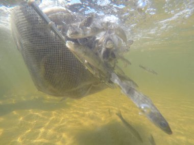 Balık popülasyonlarını ve balıkçılığı desteklemek için genç pikeperch 'i (Sander lucioperca) doğal sulara salma süreci. Bu uygulama stokların artmasına, biyolojik çeşitliliğin artmasına ve ekosistin sürdürülmesine yardımcı olur.