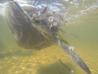 Balık popülasyonlarını ve balıkçılığı desteklemek için genç pikeperch 'i (Sander lucioperca) doğal sulara salma süreci. Bu uygulama stokların artmasına, biyolojik çeşitliliğin artmasına ve ekosistin sürdürülmesine yardımcı olur.