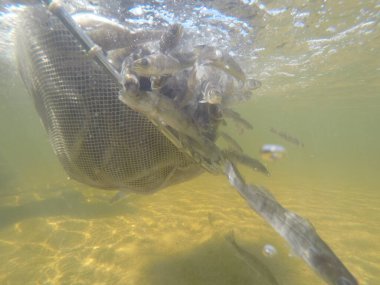 Balık popülasyonlarını ve balıkçılığı desteklemek için genç pikeperch 'i (Sander lucioperca) doğal sulara salma süreci. Bu uygulama stokların artmasına, biyolojik çeşitliliğin artmasına ve ekosistin sürdürülmesine yardımcı olur.