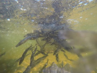 Balık popülasyonlarını ve balıkçılığı desteklemek için genç pikeperch 'i (Sander lucioperca) doğal sulara salma süreci. Bu uygulama stokların artmasına, biyolojik çeşitliliğin artmasına ve ekosistin sürdürülmesine yardımcı olur.