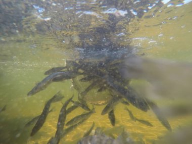 Balık popülasyonlarını ve balıkçılığı desteklemek için genç pikeperch 'i (Sander lucioperca) doğal sulara salma süreci. Bu uygulama stokların artmasına, biyolojik çeşitliliğin artmasına ve ekosistin sürdürülmesine yardımcı olur.
