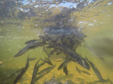 Balık popülasyonlarını ve balıkçılığı desteklemek için genç pikeperch 'i (Sander lucioperca) doğal sulara salma süreci. Bu uygulama stokların artmasına, biyolojik çeşitliliğin artmasına ve ekosistin sürdürülmesine yardımcı olur.