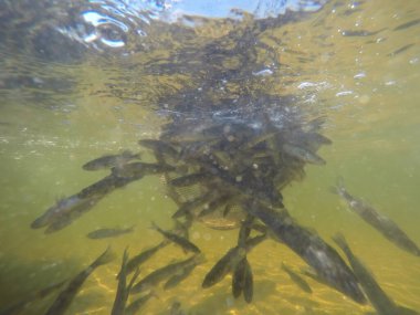 Balık popülasyonlarını ve balıkçılığı desteklemek için genç pikeperch 'i (Sander lucioperca) doğal sulara salma süreci. Bu uygulama stokların artmasına, biyolojik çeşitliliğin artmasına ve ekosistin sürdürülmesine yardımcı olur.
