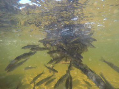 Balık popülasyonlarını ve balıkçılığı desteklemek için genç pikeperch 'i (Sander lucioperca) doğal sulara salma süreci. Bu uygulama stokların artmasına, biyolojik çeşitliliğin artmasına ve ekosistin sürdürülmesine yardımcı olur.