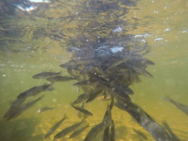 Balık popülasyonlarını ve balıkçılığı desteklemek için genç pikeperch 'i (Sander lucioperca) doğal sulara salma süreci. Bu uygulama stokların artmasına, biyolojik çeşitliliğin artmasına ve ekosistin sürdürülmesine yardımcı olur.