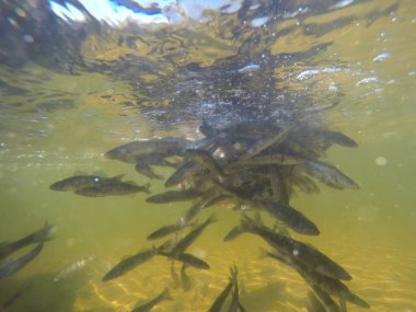 Balık popülasyonlarını ve balıkçılığı desteklemek için genç pikeperch 'i (Sander lucioperca) doğal sulara salma süreci. Bu uygulama stokların artmasına, biyolojik çeşitliliğin artmasına ve ekosistin sürdürülmesine yardımcı olur.