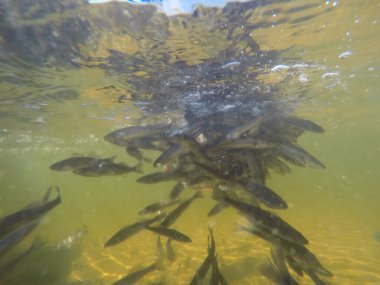 Balık popülasyonlarını ve balıkçılığı desteklemek için genç pikeperch 'i (Sander lucioperca) doğal sulara salma süreci. Bu uygulama stokların artmasına, biyolojik çeşitliliğin artmasına ve ekosistin sürdürülmesine yardımcı olur.