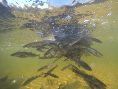 Balık popülasyonlarını ve balıkçılığı desteklemek için genç pikeperch 'i (Sander lucioperca) doğal sulara salma süreci. Bu uygulama stokların artmasına, biyolojik çeşitliliğin artmasına ve ekosistin sürdürülmesine yardımcı olur.