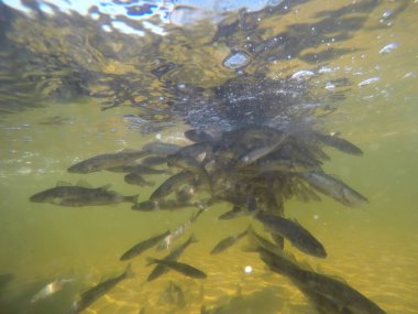 Balık popülasyonlarını ve balıkçılığı desteklemek için genç pikeperch 'i (Sander lucioperca) doğal sulara salma süreci. Bu uygulama stokların artmasına, biyolojik çeşitliliğin artmasına ve ekosistin sürdürülmesine yardımcı olur.