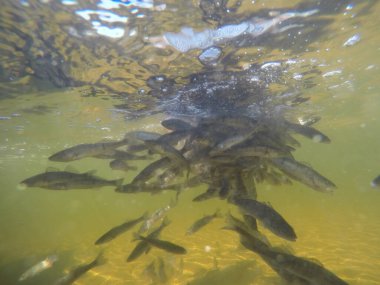 Balık popülasyonlarını ve balıkçılığı desteklemek için genç pikeperch 'i (Sander lucioperca) doğal sulara salma süreci. Bu uygulama stokların artmasına, biyolojik çeşitliliğin artmasına ve ekosistin sürdürülmesine yardımcı olur.