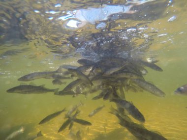 Balık popülasyonlarını ve balıkçılığı desteklemek için genç pikeperch 'i (Sander lucioperca) doğal sulara salma süreci. Bu uygulama stokların artmasına, biyolojik çeşitliliğin artmasına ve ekosistin sürdürülmesine yardımcı olur.