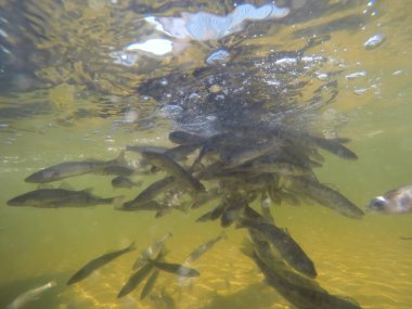 Balık popülasyonlarını ve balıkçılığı desteklemek için genç pikeperch 'i (Sander lucioperca) doğal sulara salma süreci. Bu uygulama stokların artmasına, biyolojik çeşitliliğin artmasına ve ekosistin sürdürülmesine yardımcı olur.