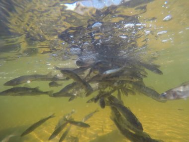 Balık popülasyonlarını ve balıkçılığı desteklemek için genç pikeperch 'i (Sander lucioperca) doğal sulara salma süreci. Bu uygulama stokların artmasına, biyolojik çeşitliliğin artmasına ve ekosistin sürdürülmesine yardımcı olur.