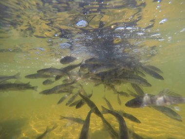 Balık popülasyonlarını ve balıkçılığı desteklemek için genç pikeperch 'i (Sander lucioperca) doğal sulara salma süreci. Bu uygulama stokların artmasına, biyolojik çeşitliliğin artmasına ve ekosistin sürdürülmesine yardımcı olur.