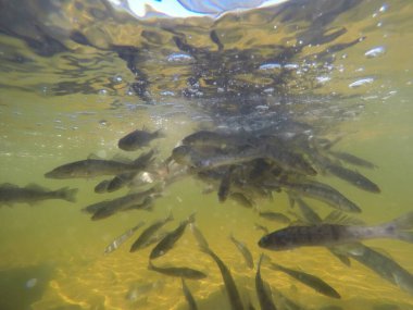 Balık popülasyonlarını ve balıkçılığı desteklemek için genç pikeperch 'i (Sander lucioperca) doğal sulara salma süreci. Bu uygulama stokların artmasına, biyolojik çeşitliliğin artmasına ve ekosistin sürdürülmesine yardımcı olur.