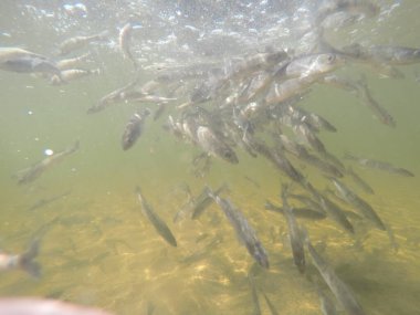 Balık popülasyonlarını ve balıkçılığı desteklemek için genç pikeperch 'i (Sander lucioperca) doğal sulara salma süreci. Bu uygulama stokların artmasına, biyolojik çeşitliliğin artmasına ve ekosistin sürdürülmesine yardımcı olur.