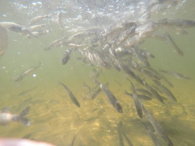 Balık popülasyonlarını ve balıkçılığı desteklemek için genç pikeperch 'i (Sander lucioperca) doğal sulara salma süreci. Bu uygulama stokların artmasına, biyolojik çeşitliliğin artmasına ve ekosistin sürdürülmesine yardımcı olur.